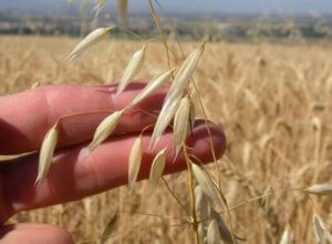 Rezepte mit Hafer, die du zu Hause nachmachen kannst
