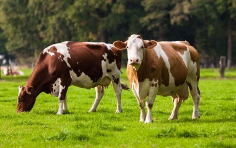 biologische produkte von tieren