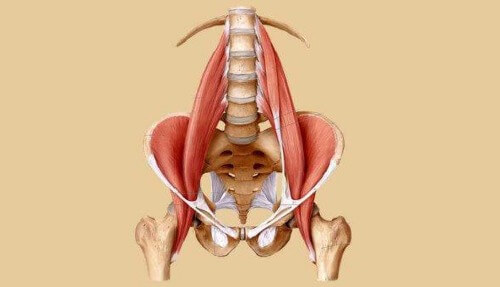 Psoas Muskel
