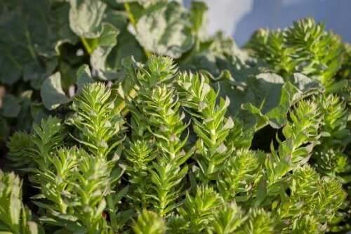 Rosenwurz und seine Verwendung als Adaptogen beim Sport